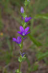 Prairie Venus' looking-glass